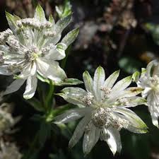 Image result for Faroa involucrata