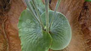 Image result for Platycerium stemaria