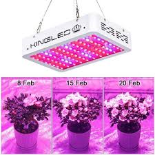 Maybe you would like to learn more about one of these? King Plus 1000w Led Grow Light Review Top Choice
