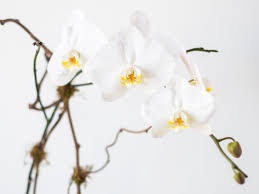 Wish her a happy mother's day with a beautiful bouquet of flowers, the perfect mother's day gift! Avant Garden Amarillo Floral Shop