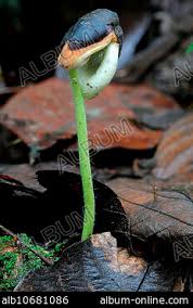 Image result for Sterculia subviolacea