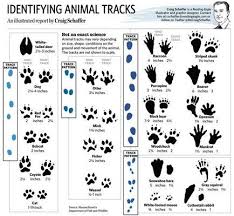 Pa Animal Tracks Snow Google Search Animal Tracks Sketch Book Animals