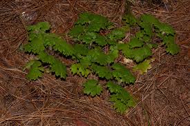 Image result for Ardisiandra wettsteinii