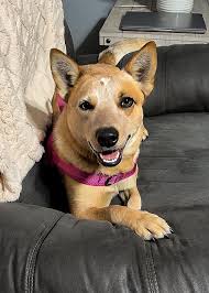 How to potty train a new puppy and help it adjust to a new environment?