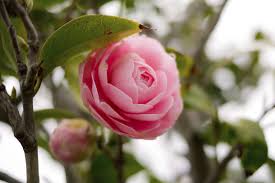 How To Propagate Camellias Camellia Plant Camellia Flower Plant Cuttings