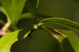 Image result for Bullockia setiflora