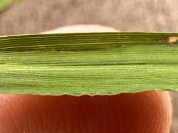 Image result for Steinchisma laxum