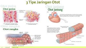 Otot lurik, otot polos dan otot jantung. Anatomi Fisiologi Sistem Muskuloskeletal Ppt Download