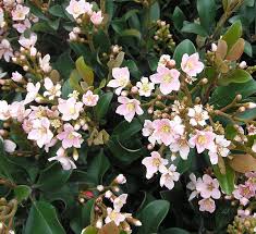 It is now promoted for these uses as well as for anxiety, high or low blood pressure, and other conditions. Dwarf Pink Indian Hawthorn Calloway S Nursery