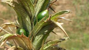 Image result for Acanthus mayaccanus