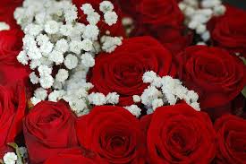 Maybe you would like to learn more about one of these? Rosas Rojas Rosa Las Flores Rosa Ramo De Rosas Fondo De Pantalla De Rosa Pikist