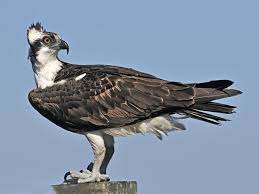 Large Birds With White Heads Osprey Adult Osprey Bird Ornithology Birds