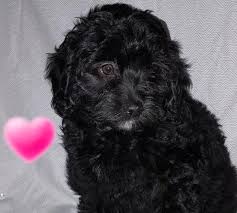 Havanese puppies—like all breeds—can vary a lot in terms of price. Havapoo Puppies Pets And Animals For Sale Michigan