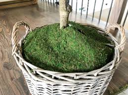 Moss naturally grows on rocks or shadow humid places and hardly needs sunlight. How To Pot Your Faux Trees Bower Power