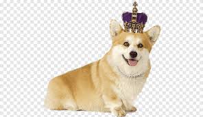 Adult Pembroke Welsh Corgi With Crown Pembroke Welsh Corgi Golden Retriever Puppy Bulldog Corgi Animals Carnivoran Png Pngegg