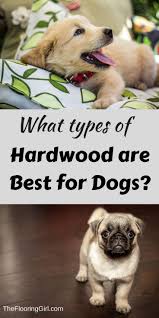 Best Hardwood Flooring For Dogs Best Wood Flooring Best Floors For Dogs Types Of Hardwood Floors