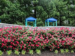 In a formal garden, combine roses with clipped hedges, such. A Rose Is A Rose Not Always Look At Knockout Landscape Roses University Of Maryland Extension