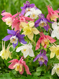 Image result for Aquilegia vulgaris Tower Mix