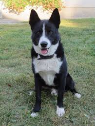 Image result for karelský medvědí pes