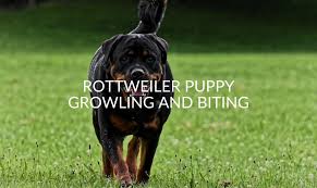 It's easier than you think! Rottweiler Puppy Growling And Biting Causes Prevention Jubilant Pups