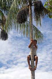 Scene Of Daily Life On The Amazon Mira Terra Images Travel Photography Acai Tree Acai Palm Tree Acai Berry