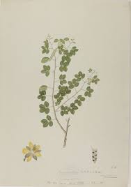 Image result for Chamaecrista absus