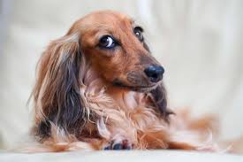 All three dachshund coats shed. Daschund Grooming Guide Professional Tips Groomers Uk