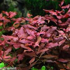 3x Ludwigia Sp Mini Super Red Bunch Rubin Live Fresh Aquarium Plants Factory Live Aquarium Plants Freshwater Aquarium Plants Planted Aquarium