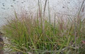 Image result for Eragrostis pallens