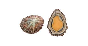 Image result for Patella aspera