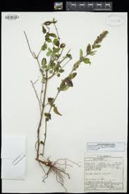 Image result for Dyschoriste trichocalyx