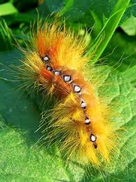 Black And Yellow Striped Caterpillar 9 Different Types Of Caterpillars Caterpillar Moth Caterpillar Insects
