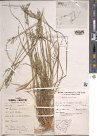 Image result for Eriochloa meyeriana