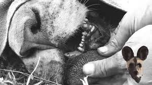 Check spelling or type a new query. Lion S Tongue Youtube