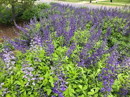Image result for Indigofera bangweolensis
