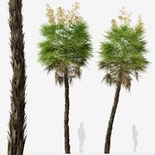 Image result for Acoelorrhaphe