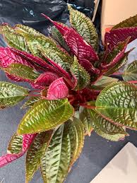 Check spelling or type a new query. Waffle Plant Reddit Post And Comment Search Socialgrep