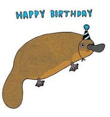 2048 Duck Billed Platypus Duck Billed Platypus Platypus Baby Platypus