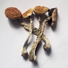 Maybe you would like to learn more about one of these? B Magic Mushrooms Shroom Supply Magic Mushroom For Sale
