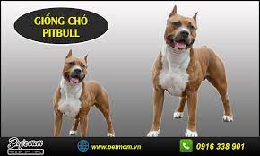 Trong lúc ngăn con vật, ông hải cũng bị chó. Cac Giá»'ng Cho Pitbull Lai Ä'Æ°á»£c Nuoi Phá»• Biáº¿n Táº¡i Viá»‡t Nam