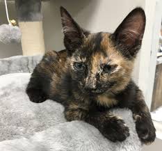 Maui is not only one of the most popularly traveled to islands in the world, but it is also. Hawai I Cat Cafe Where Coffee And Cats Come Together In Kaimuki