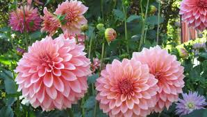 Top 10 most cutest animals in the world. Top 10 Most Beautiful Flowers Netmarkers Submit Original Articles Stories