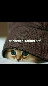 Giyimci Adli Kullanicinin Menzil Gavs Panosundaki Pin Cute Kittens Cok Sirin Hayvanlar Hayvan Bebekler