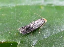 Image result for Stigmella floslactella