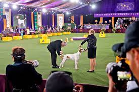 Sign up for westminster kennel club dog show ticket alerts. Zlcj9hclwf6x0m