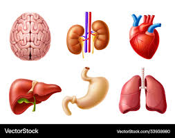 Image result for internal organs