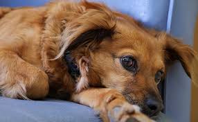 L œdeme Pulmonaire Chez Le Chien Symptomes Et Traitement