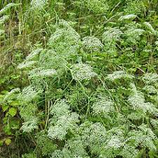 Image result for Culcasia falcifolia