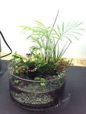 器の中の大自然 ボトルガーデン 水のある庭 観葉植物