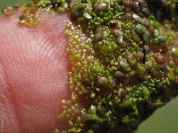 Image result for Wolffia arrhiza